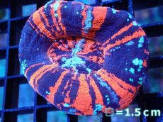 画像1: 【サンゴ】【通販】【オーストラリア産】スコリミアsp. （War Paint)（個体販売）No.9（生体）（サンゴ） (1)