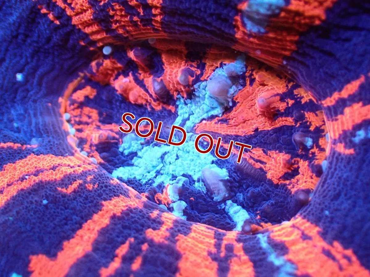 画像2: 【サンゴまとめ買い割引き10％〜20%OFF対象商品】 【サンゴ】【通販】【オーストラリア産】スコリミアsp. （War Paint)（個体販売）No.9（生体）（サンゴ） (2)