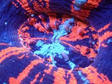 画像2: 【サンゴ】【通販】【オーストラリア産】スコリミアsp. （War Paint)（個体販売）No.9（生体）（サンゴ） (2)