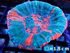 画像1: 【サンゴ】【通販】【オーストラリア産】スコリミアsp. （War Paint)（個体販売）No.10（生体）（サンゴ） (1)