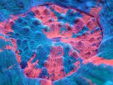 画像2: 【サンゴ】【通販】【オーストラリア産】スコリミアsp. （War Paint)（個体販売）No.10（生体）（サンゴ） (2)