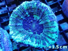 画像1: 【サンゴ】【通販】【オーストラリア産】スコリミアsp. （Mixed Special)（個体販売）No.11（生体）（サンゴ） (1)