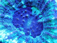 画像2: 【サンゴ】【通販】【オーストラリア産】スコリミアsp. （Mixed Special)（個体販売）No.11（生体）（サンゴ） (2)