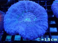 画像1: 【サンゴ】【通販】【オーストラリア産】スコリミアsp. （Mixed Special)（個体販売）No.12（生体）（サンゴ） (1)