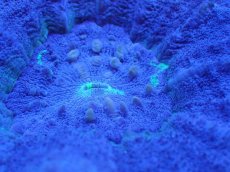 画像2: 【サンゴ】【通販】【オーストラリア産】スコリミアsp. （Mixed Special)（個体販売）No.12（生体）（サンゴ） (2)