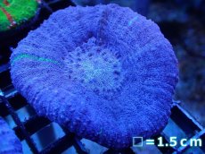 画像1: 【サンゴ】【通販】【オーストラリア産】スコリミアsp. （Mixed Special)（個体販売）No.13（生体）（サンゴ） (1)