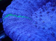 画像2: 【サンゴ】【通販】【オーストラリア産】スコリミアsp. （Mixed Special)（個体販売）No.13（生体）（サンゴ） (2)