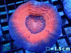 画像1: 【サンゴ】【通販】【オーストラリア産】スコリミアsp. （Mixed Special)（個体販売）No.14（生体）（サンゴ） (1)