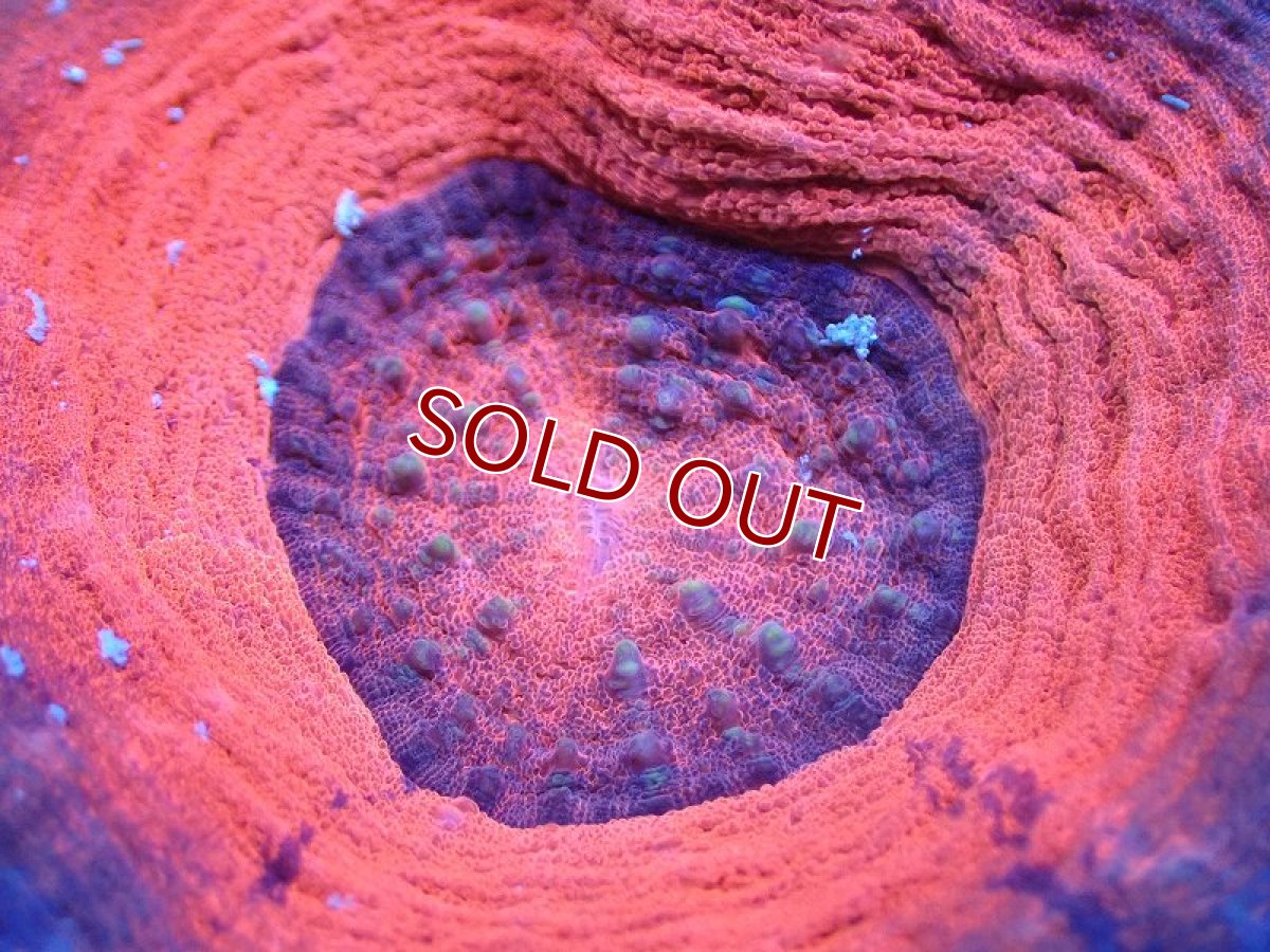 画像2: 【サンゴ】【通販】【オーストラリア産】スコリミアsp. （Mixed Special)（個体販売）No.14（生体）（サンゴ） (2)