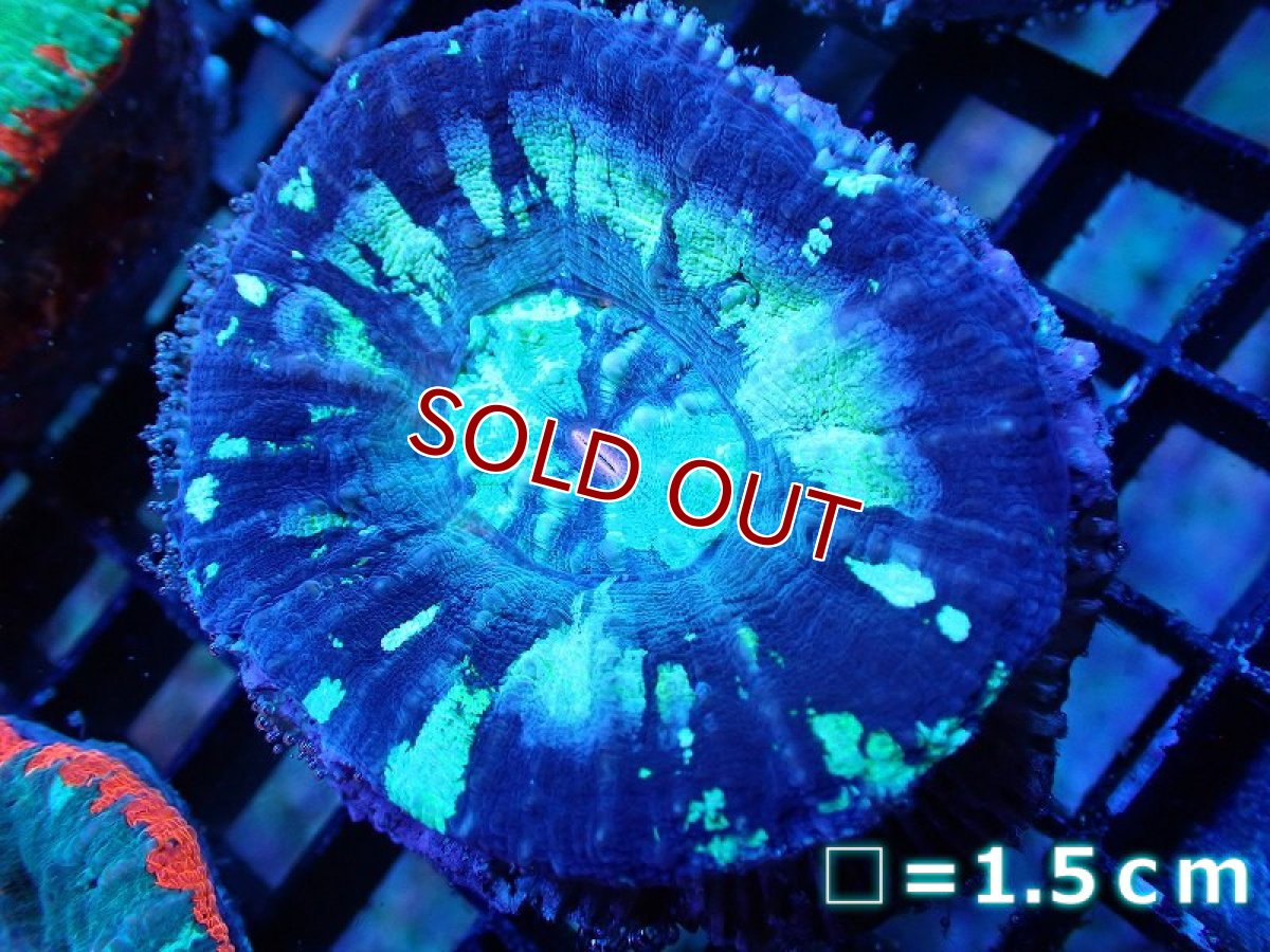 画像1: 【サンゴ】【通販】【オーストラリア産】スコリミアsp. （Mixed Special)（個体販売）No.15（生体）（サンゴ） (1)