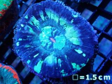 画像1: 【サンゴ】【通販】【オーストラリア産】スコリミアsp. （Mixed Special)（個体販売）No.15（生体）（サンゴ） (1)