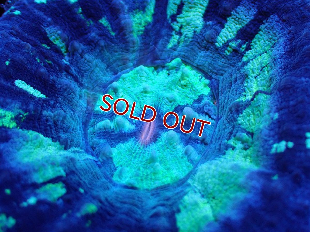 画像2: 【サンゴ】【通販】【オーストラリア産】スコリミアsp. （Mixed Special)（個体販売）No.15（生体）（サンゴ） (2)