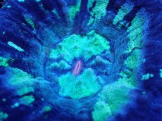 画像2: 【サンゴ】【通販】【オーストラリア産】スコリミアsp. （Mixed Special)（個体販売）No.15（生体）（サンゴ） (2)