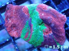 画像1: 【サンゴ】【通販】【オーストラリア産】オオトゲキクメイシ（Bowerbanki/Breeding Apple)（個体販売）（生体）（サンゴ） (1)