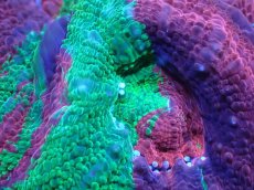 画像2: 【サンゴ】【通販】【オーストラリア産】オオトゲキクメイシ（Bowerbanki/Breeding Apple)（個体販売）（生体）（サンゴ） (2)