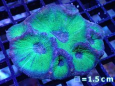 画像1: 【サンゴ】【通販】【オーストラリア産】モセレアコーラル（Special Green)Mサイズ（個体販売）No.1（生体）（サンゴ） (1)