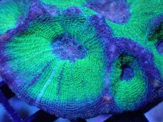 画像2: 【サンゴ】【通販】【オーストラリア産】モセレアコーラル（Special Green)Mサイズ（個体販売）No.1（生体）（サンゴ） (2)