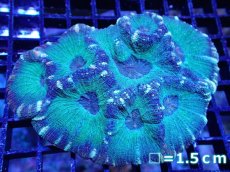 画像1: 【サンゴ】【通販】【オーストラリア産】モセレアコーラル（Special Green)Mサイズ（個体販売）No.2（生体）（サンゴ） (1)