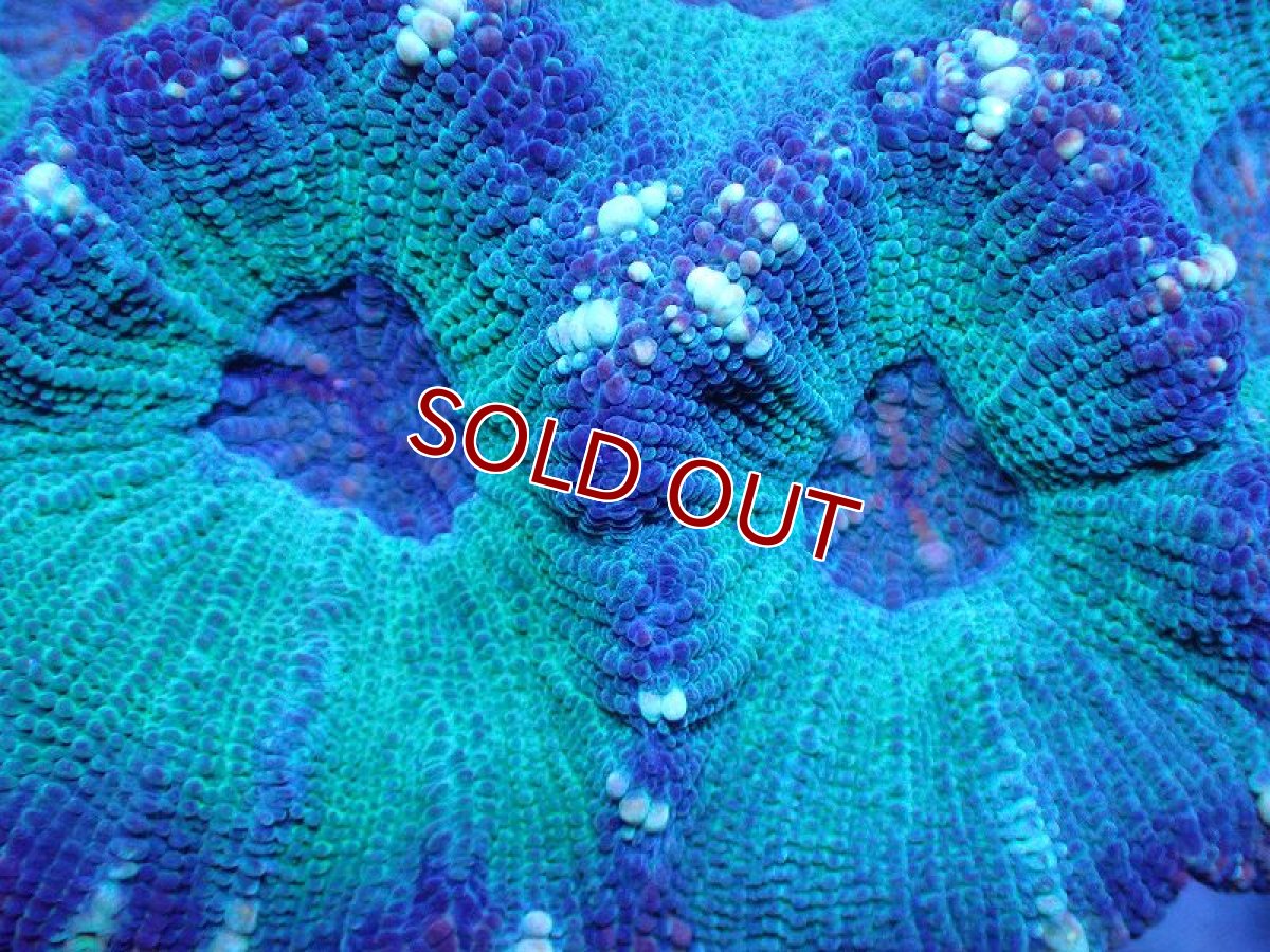 画像2: 【サンゴ】【通販】【オーストラリア産】モセレアコーラル（Special Green)Mサイズ（個体販売）No.2（生体）（サンゴ） (2)