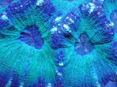 画像2: 【サンゴ】【通販】【オーストラリア産】モセレアコーラル（Special Green)Mサイズ（個体販売）No.2（生体）（サンゴ） (2)