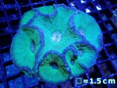 画像1: 【サンゴ】【通販】【オーストラリア産】モセレアコーラル（Special Green)Mサイズ（個体販売）No.3（生体）（サンゴ） (1)