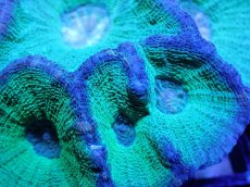 画像2: 【サンゴ】【通販】【オーストラリア産】モセレアコーラル（Special Green)Mサイズ（個体販売）No.3（生体）（サンゴ） (2)