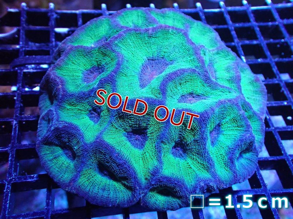 画像1: 【サンゴ】【通販】【オーストラリア産】モセレアコーラル（Special Green)Lサイズ（個体販売）No.4（生体）（サンゴ） (1)