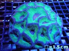 画像1: 【サンゴ】【通販】【オーストラリア産】モセレアコーラル（Special Green)Lサイズ（個体販売）No.4（生体）（サンゴ） (1)