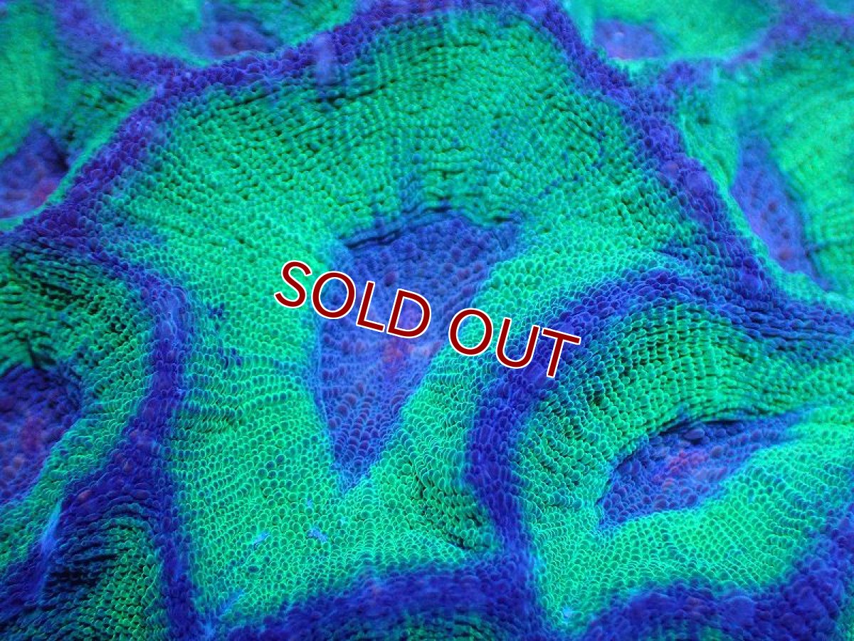 画像2: 【サンゴ】【通販】【オーストラリア産】モセレアコーラル（Special Green)Lサイズ（個体販売）No.4（生体）（サンゴ） (2)