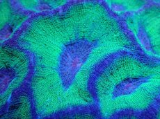 画像2: 【サンゴ】【通販】【オーストラリア産】モセレアコーラル（Special Green)Lサイズ（個体販売）No.4（生体）（サンゴ） (2)