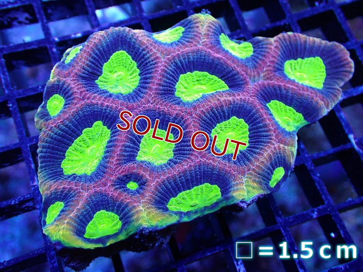 画像1: 【サンゴまとめ買い割引き10％〜20%OFF対象商品】【サンゴ】【通販】【オーストラリア産】キクメイシsp. （Dragon Soul)（個体販売）No.1（生体）（サンゴ） (1)