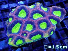 画像1: 【サンゴ】【通販】【オーストラリア産】キクメイシsp. （Dragon Soul)（個体販売）No.1（生体）（サンゴ） (1)