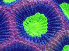 画像2: 【サンゴ】【通販】【オーストラリア産】キクメイシsp. （Dragon Soul)（個体販売）No.1（生体）（サンゴ） (2)