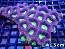 画像1: 【サンゴ】【通販】【オーストラリア産】キクメイシsp. （Dragon Soul)（個体販売）No.2（生体）（サンゴ） (1)