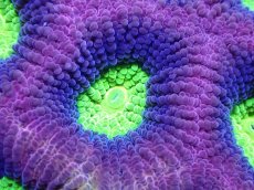 画像2: 【サンゴ】【通販】【オーストラリア産】キクメイシsp. （Dragon Soul)（個体販売）No.2（生体）（サンゴ） (2)