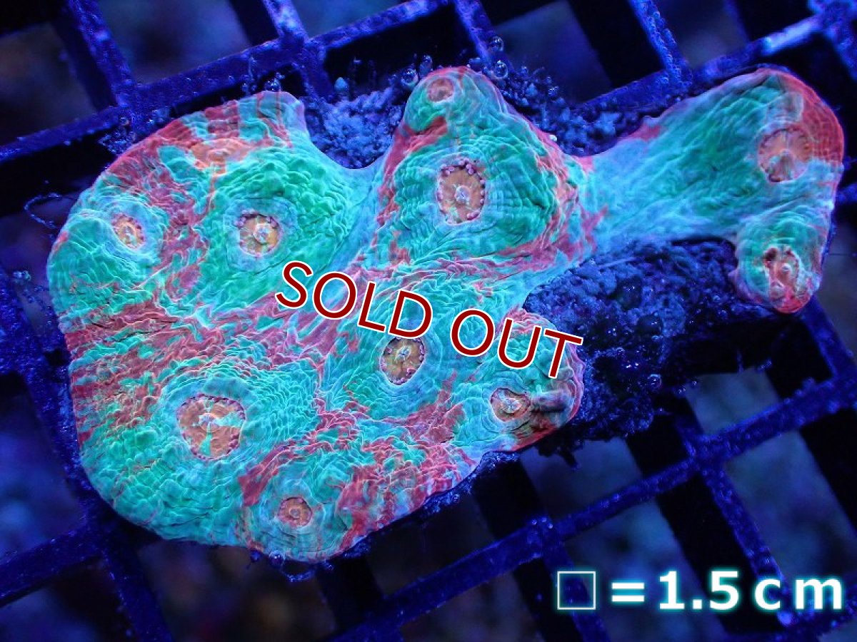 画像1: 【サンゴ】【通販】【オーストラリア産】キッカサンゴsp. （Ultra Grade)SMサイズ（個体販売）No.1（生体）（サンゴ） (1)