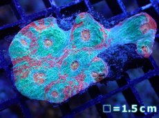 画像1: 【サンゴ】【通販】【オーストラリア産】キッカサンゴsp. （Ultra Grade)SMサイズ（個体販売）No.1（生体）（サンゴ） (1)