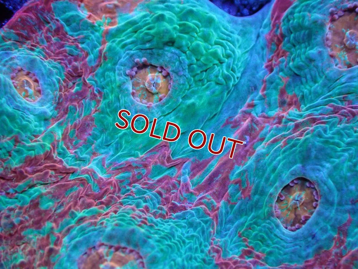 画像2: 【サンゴ】【通販】【オーストラリア産】キッカサンゴsp. （Ultra Grade)SMサイズ（個体販売）No.1（生体）（サンゴ） (2)