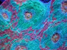 画像2: 【サンゴ】【通販】【オーストラリア産】キッカサンゴsp. （Ultra Grade)SMサイズ（個体販売）No.1（生体）（サンゴ） (2)