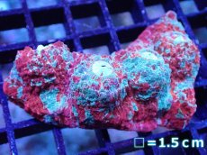 画像1: 【サンゴ】【通販】【オーストラリア産】キッカサンゴsp. （Ultra Grade)SMサイズ（個体販売）No.2（生体）（サンゴ） (1)