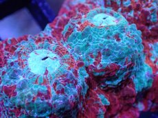 画像2: 【サンゴ】【通販】【オーストラリア産】キッカサンゴsp. （Ultra Grade)SMサイズ（個体販売）No.2（生体）（サンゴ） (2)