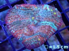 画像1: 【サンゴ】【通販】【オーストラリア産】キッカサンゴsp. （Ultra Grade)SMサイズ（個体販売）No.3（生体）（サンゴ） (1)