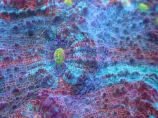 画像2: 【サンゴ】【通販】【オーストラリア産】キッカサンゴsp. （Ultra Grade)SMサイズ（個体販売）No.3（生体）（サンゴ） (2)