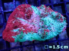 画像1: 【サンゴ】【通販】【オーストラリア産】キッカサンゴsp. （Ultra Grade)SMサイズ（個体販売）No.5（生体）（サンゴ） (1)
