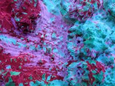 画像2: 【サンゴ】【通販】【オーストラリア産】キッカサンゴsp. （Ultra Grade)SMサイズ（個体販売）No.5（生体）（サンゴ） (2)