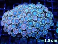画像1: 【サンゴ】【通販】【オーストラリア産】アワサンゴsp. （Ultra Grade)SMサイズ（個体販売）No.1（生体）（サンゴ） (1)