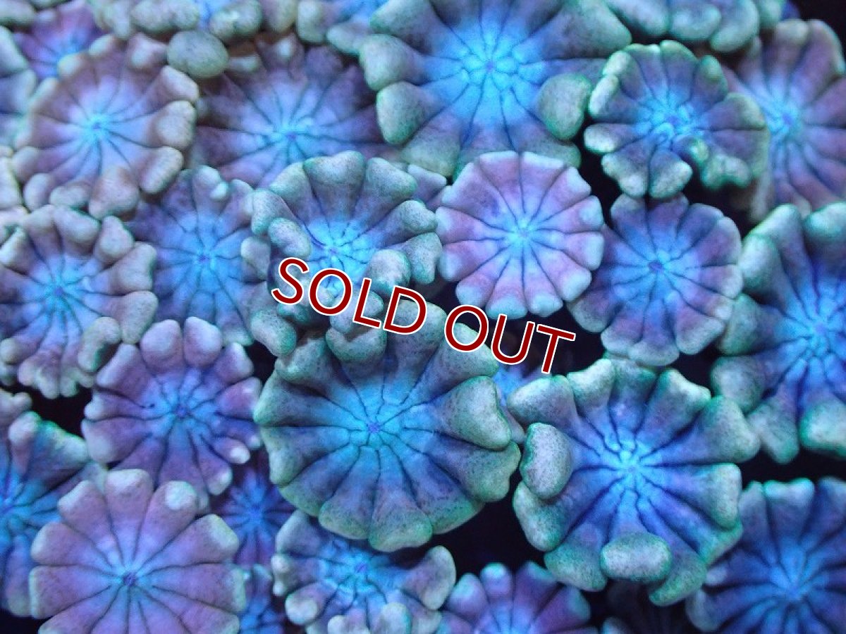 画像2: 【サンゴ】【通販】【オーストラリア産】アワサンゴsp. （Ultra Grade)SMサイズ（個体販売）No.1（生体）（サンゴ） (2)