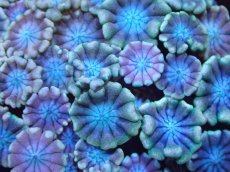 画像2: 【サンゴ】【通販】【オーストラリア産】アワサンゴsp. （Ultra Grade)SMサイズ（個体販売）No.1（生体）（サンゴ） (2)