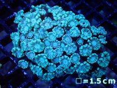画像1: 【サンゴ】【通販】【オーストラリア産】アワサンゴsp. （Ultra Grade)SMサイズ（個体販売）No.2（生体）（サンゴ） (1)