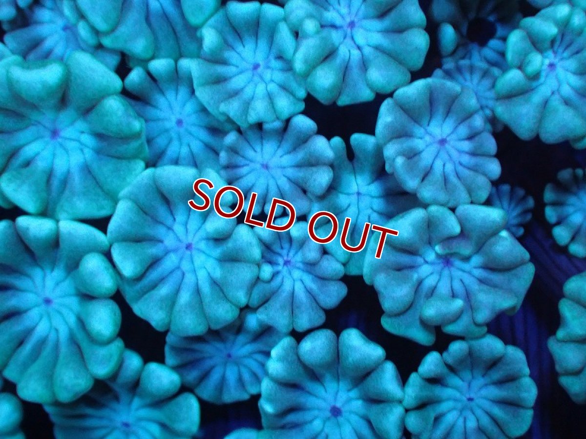 画像2: 【サンゴまとめ買い割引き10％〜20%OFF対象商品】【サンゴ】【通販】【オーストラリア産】アワサンゴsp. （Ultra Grade)SMサイズ（個体販売）No.2（生体）（サンゴ） (2)